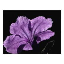 Ruellia blossom photograph