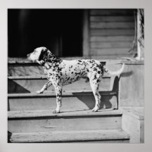 "Ruf"us Ingalls Dog: 1865 Poster