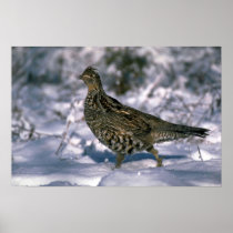 Ruffed grouse standing in snowy woods print