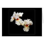 'Ruffles' Blank Greeting Card