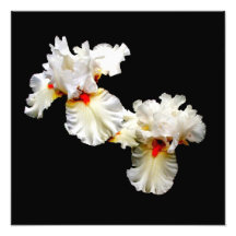 'Ruffles' Photographic Print