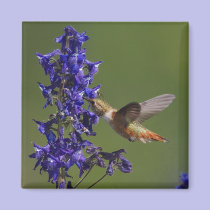 Rufous Hummingbird, Selasphorus rufus, female magnets