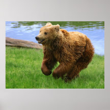 Running Brown Bear Poster