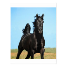 Running Free Postcard