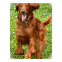 Running Irish Setter Postcard