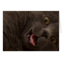 Russian Blue Cat Blank Note Card