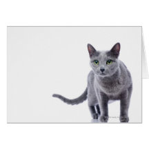 Russian Blue Cat Cards