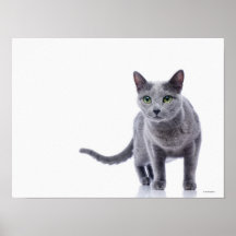 Russian Blue Cat Posters