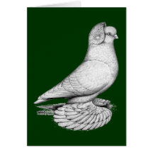 Russian Tumbler Pigeon Greeting Card