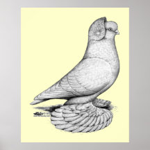 Russian Tumbler Pigeon Print