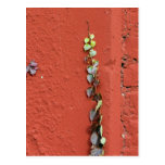 Rustic Autumn Vines Against An Old Building Card Post Cards