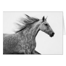 Rustic Galloping Andalusian Horse Greeting Cards