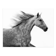 Rustic Galloping Andalusian Horse Post Cards
