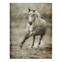 Rustic Galloping Andalusian Horse Post Cards