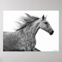 Rustic Galloping Andalusian Horse Print