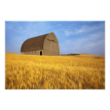 Rustic old barn in mature wheat field in the 2 art photo