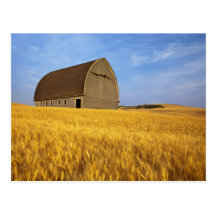 Rustic old barn in mature wheat field in the 2 postcard