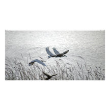 Sacred ibises in flight picture card