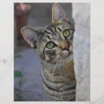 Sad Kitty Bengal Cat Flyer