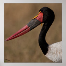 Saddle-billed stork poster