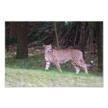 Safari Dreams 6 Photograph