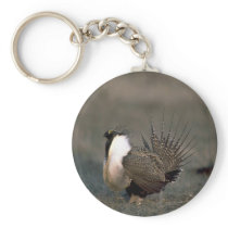 Sage grouse strutting keychains