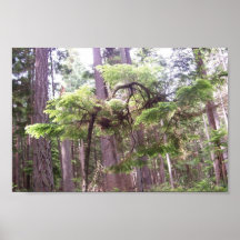Sagging Tree Posters