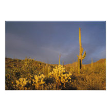 saguaro cacti, Carnegiea gigantea, and teddy Photograph