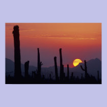 Saguaro Cactus Carnegiea gigantea), Sunset, posters