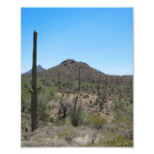 Saguaro Cactus - Sonoran Desert Photo