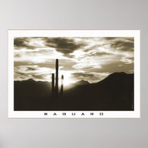 Saguaro Poster
