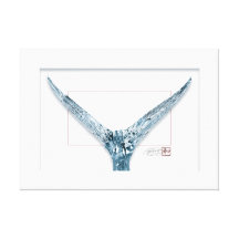 Sail Tail (life sized) Gallery Wrap Canvas