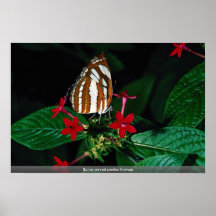 Sailor on red pentas flowers print