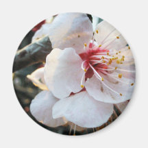 sakura fridge magnet