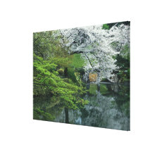 Sakura, Koishikawa Koraku-en Garden, Tokyo, Stretched Canvas Print