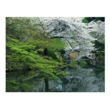 Sakura, Koishikawa Koraku-en Garden, Tokyo, Post Cards