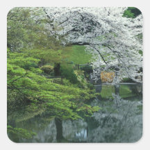 Sakura, Koishikawa Koraku-en Garden, Tokyo, Square Stickers