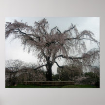 Sakura tree, Kyoto Poster