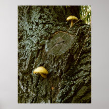 Salix trunk with mushrooms print