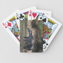 Salt River Crossing :: Arizona Wild Horses playing cards