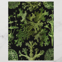 Saltwater Plants"Dessins sous Marin Plante" Full Color Flyer