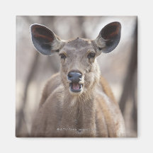 Sambar deer doe (Rusa unicolor) portrait in Fridge Magnets