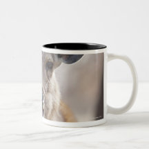Sambar deer doe (Rusa unicolor) portrait in Mug