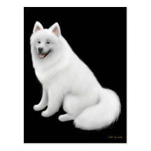 Samoyed Dog Postcard