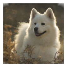 Samoyed Invitation