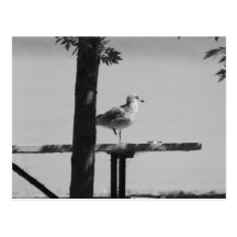 Sand Bar Sea Gull Postcard
