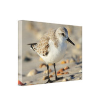 Sand Piper and Seashells Canvas Prints