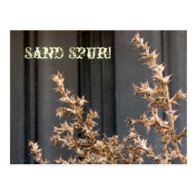 Sand Spur Post Cards