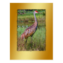 Sandhill Crane Bird Postcard