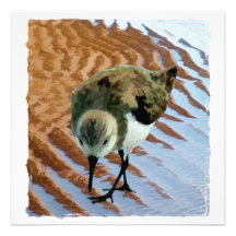 Sandpiper at the Beach Invites